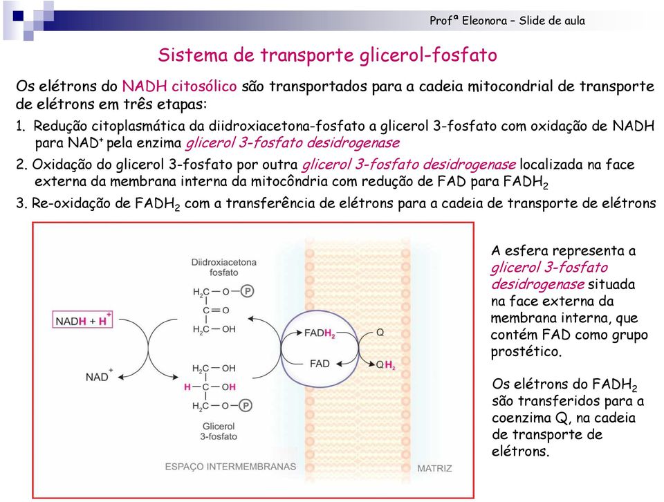 Oxidação do glicerol 3-fosfato por outra glicerol 3-fosfato desidrogenase localizada na face externa da membrana interna da mitocôndria com redução de FAD para FADH 2 3.