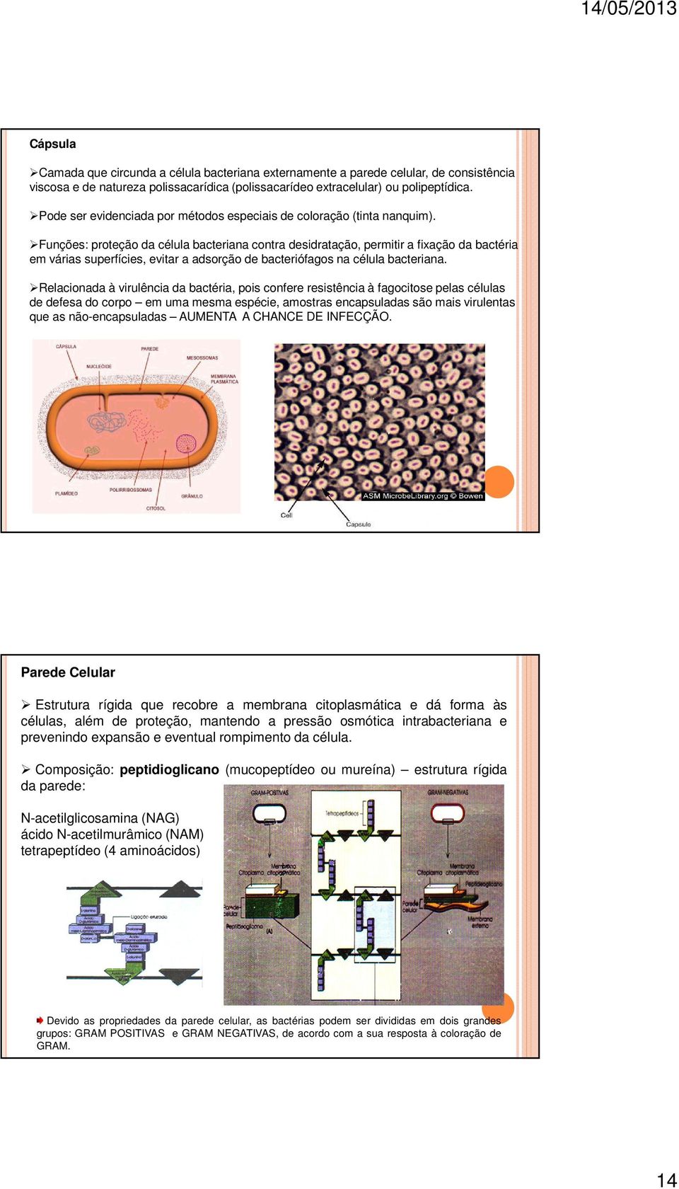 Funções: proteção da célula bacteriana contra desidratação, permitir a fixação da bactéria em várias superfícies, evitar a adsorção de bacteriófagos na célula bacteriana.