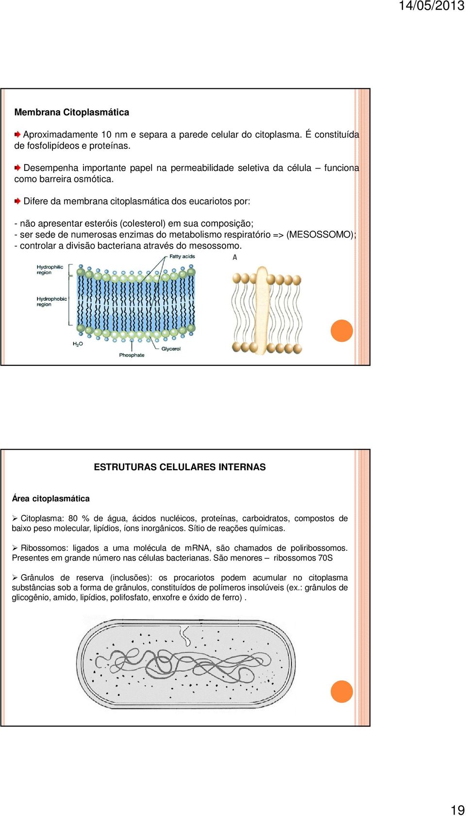 Difere da membrana citoplasmática dos eucariotos por: - não apresentar esteróis (colesterol) em sua composição; - ser sede de numerosas enzimas do metabolismo respiratório => (MESOSSOMO); - controlar