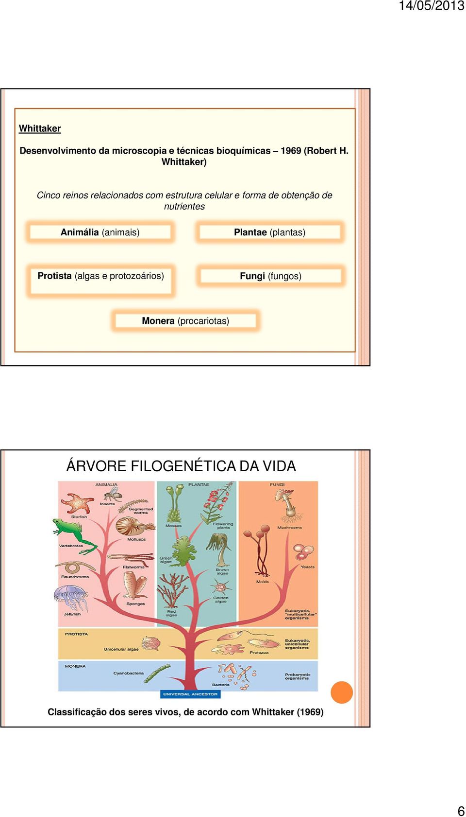 Animália (animais) Plantae (plantas) Protista (algas e protozoários) Fungi (fungos) Monera