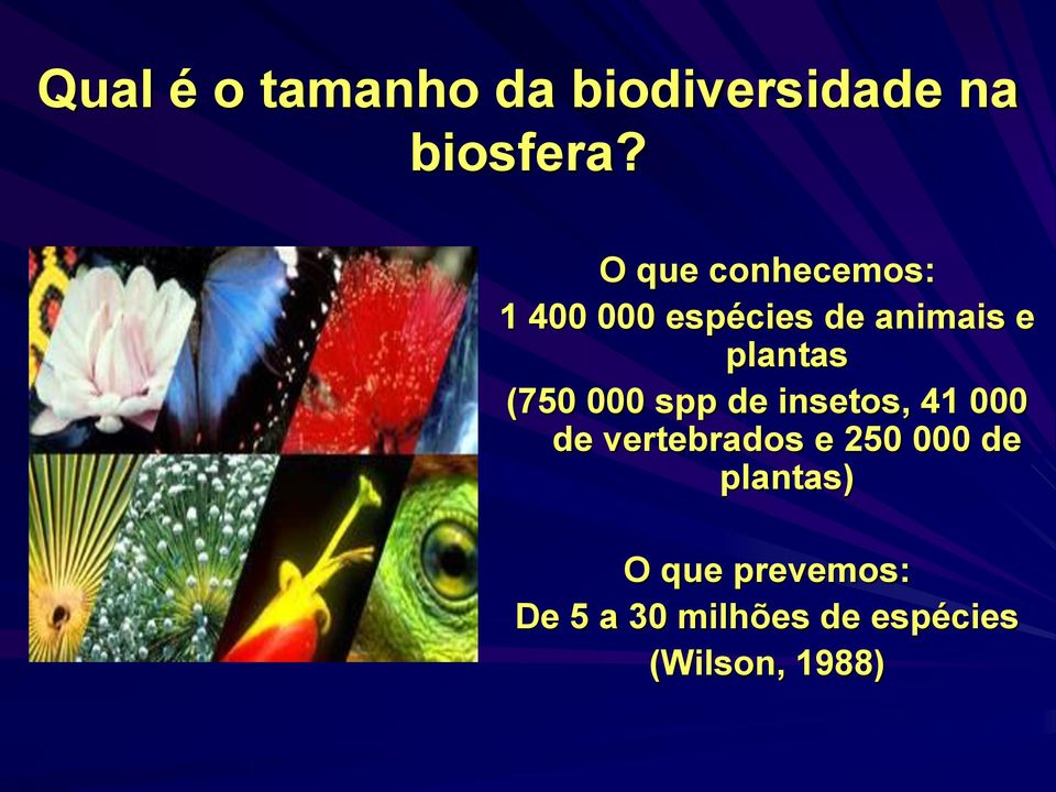 (750 000 spp de insetos, 41 000 de vertebrados e 250 000