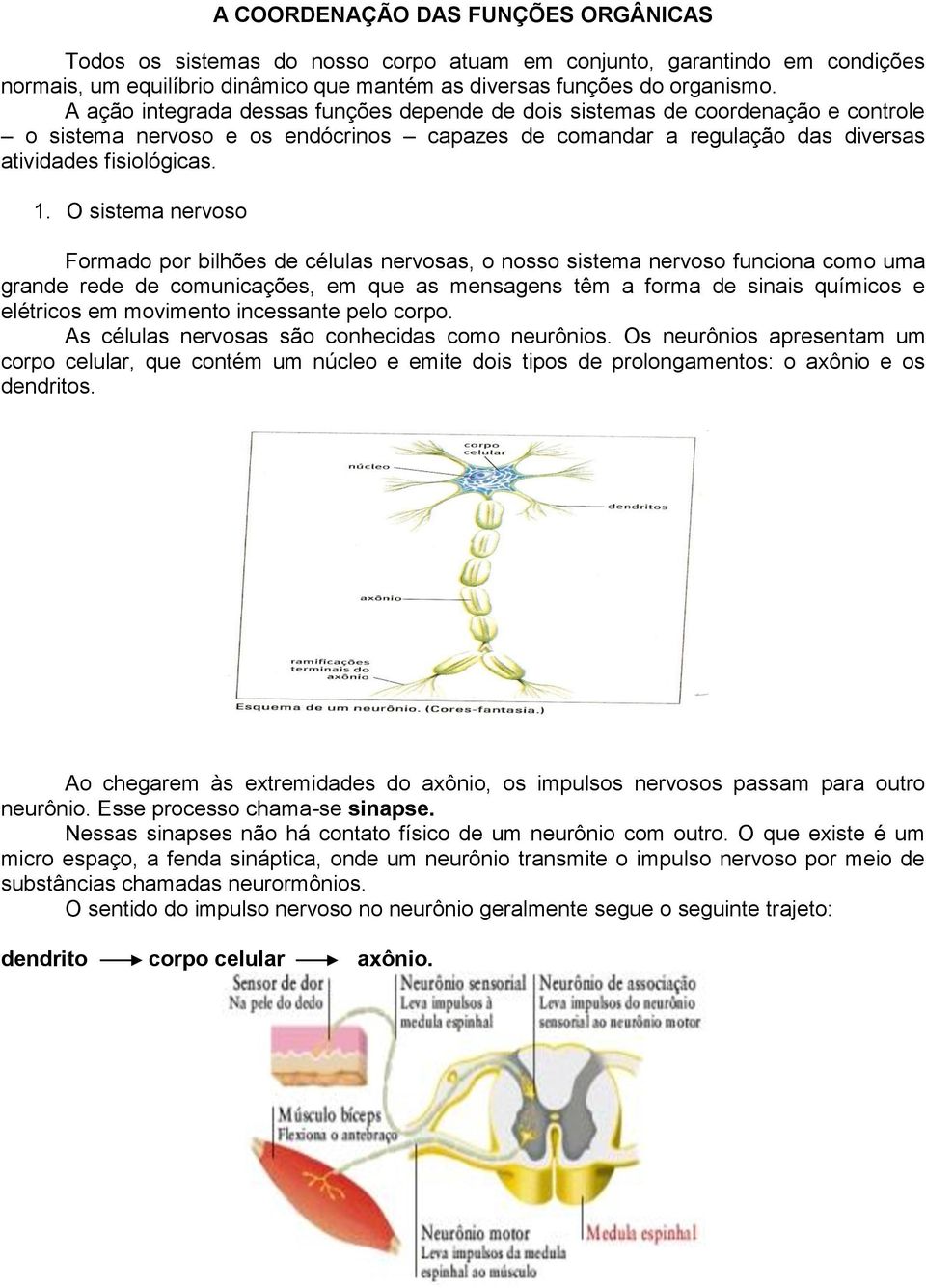 O sistema nervoso Formado por bilhões de células nervosas, o nosso sistema nervoso funciona como uma grande rede de comunicações, em que as mensagens têm a forma de sinais químicos e elétricos em