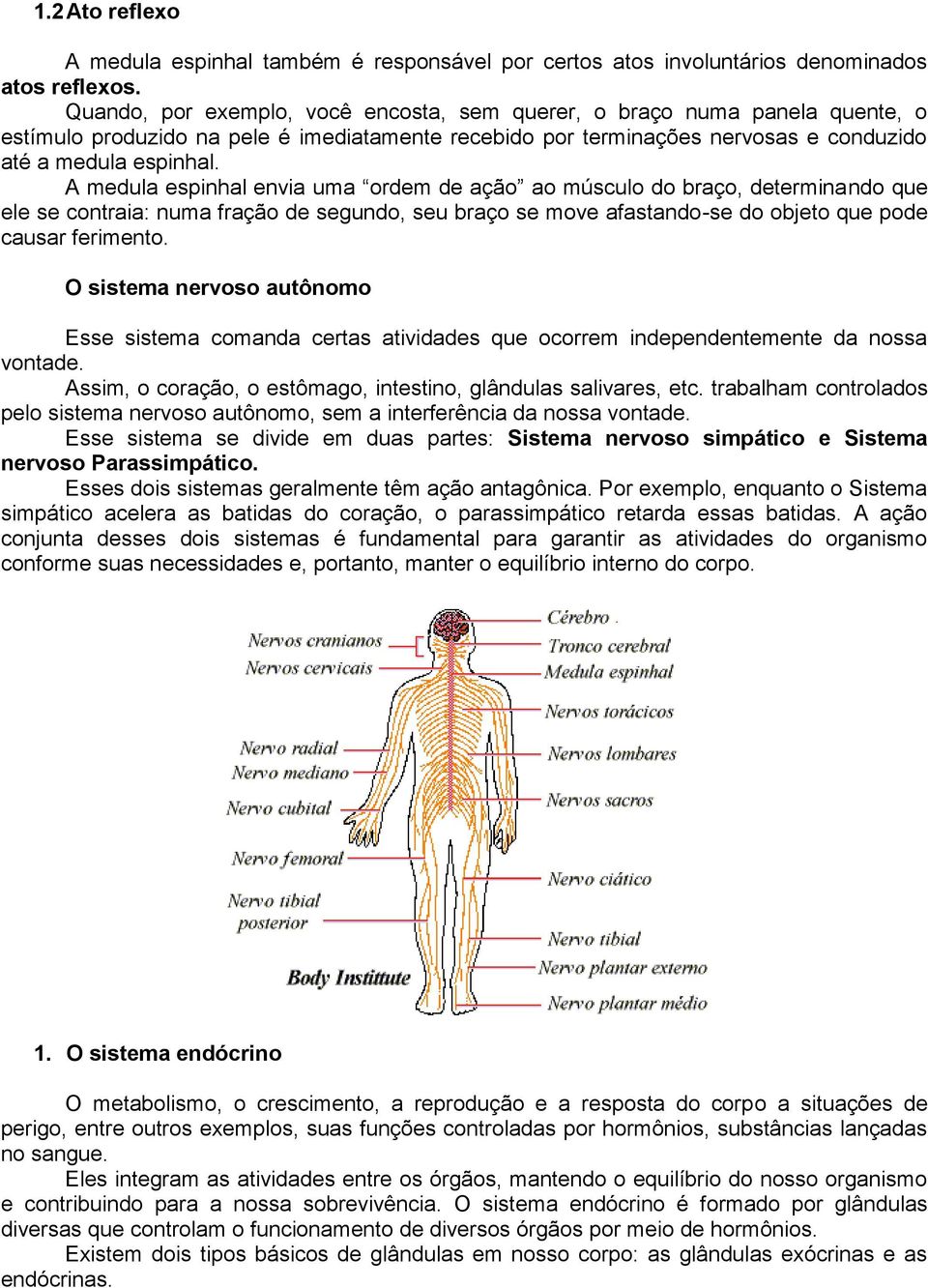 A medula espinhal envia uma ordem de ação ao músculo do braço, determinando que ele se contraia: numa fração de segundo, seu braço se move afastando-se do objeto que pode causar ferimento.