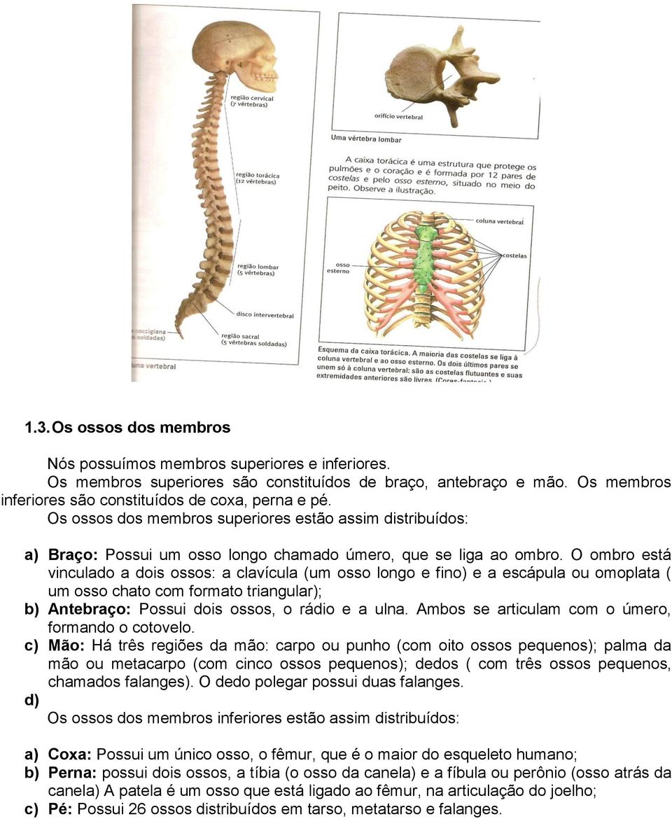 O ombro está vinculado a dois ossos: a clavícula (um osso longo e fino) e a escápula ou omoplata ( um osso chato com formato triangular); b) Antebraço: Possui dois ossos, o rádio e a ulna.