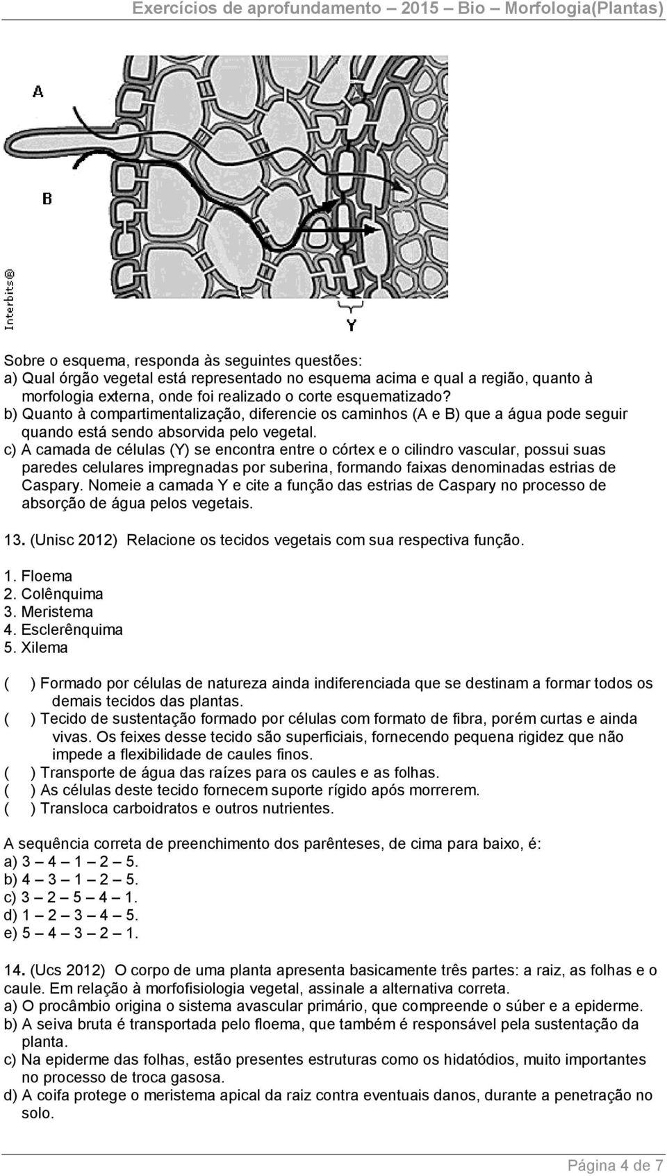 c) A camada de células (Y) se encontra entre o córtex e o cilindro vascular, possui suas paredes celulares impregnadas por suberina, formando faixas denominadas estrias de Caspary.