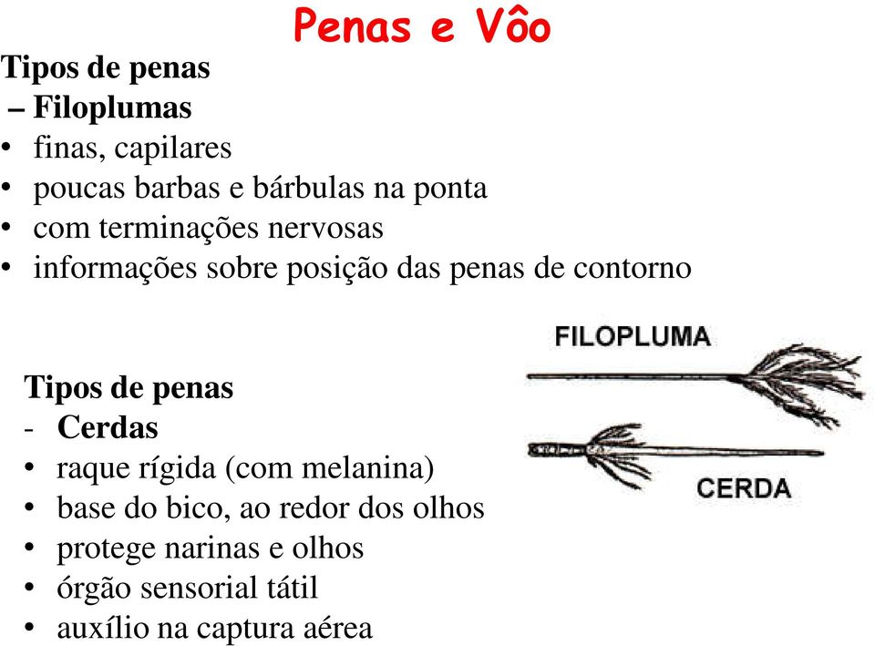 contorno Tipos de penas - Cerdas raque rígida (com melanina) base do bico, ao