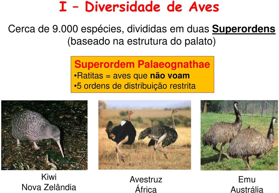 estrutura do palato) Superordem Palaeognathae Ratitas = aves