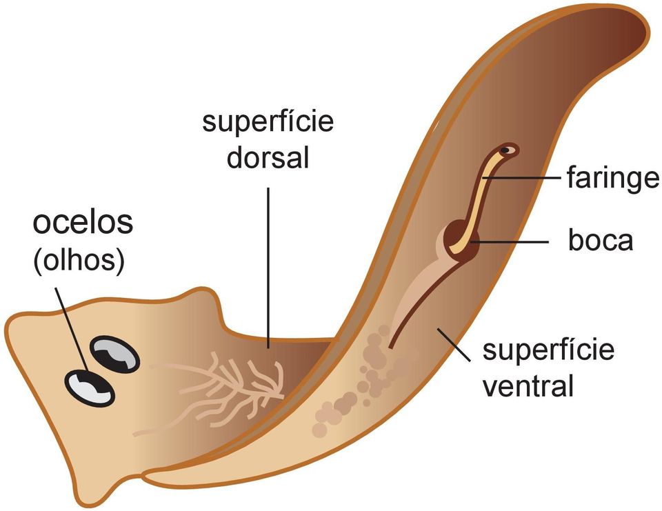 dorsal faringe