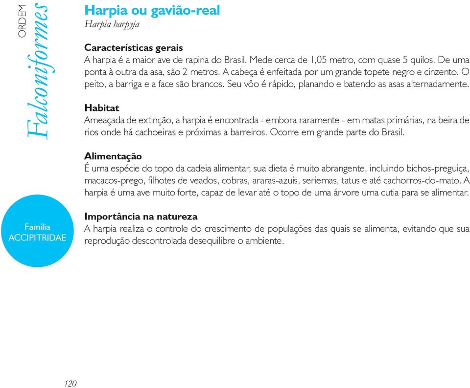 Seu vôo é rápido, planando e batendo as asas alternadamente.