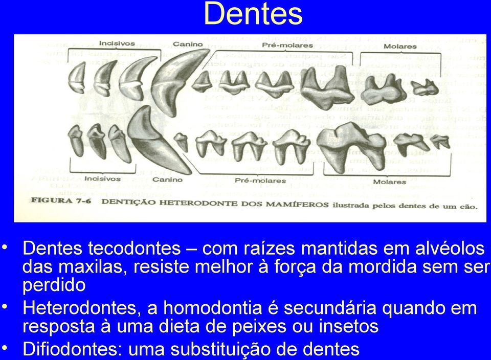 Heterodontes, a homodontia é secundária quando em resposta à