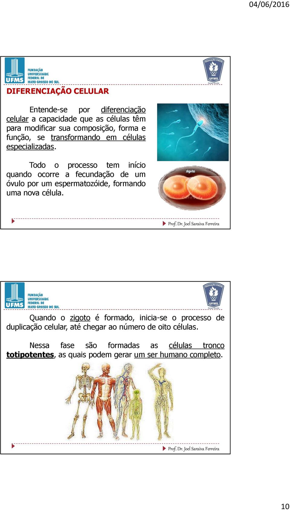 Todo o processo tem início quando ocorre a fecundação de um óvulo por um espermatozóide, formando uma nova célula.