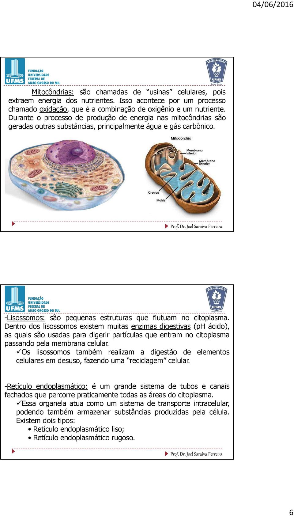 Dentro dos lisossomos existem muitas enzimas digestivas (ph ácido), as quais são usadas para digerir partículas que entram no citoplasma passando pela membrana celular.