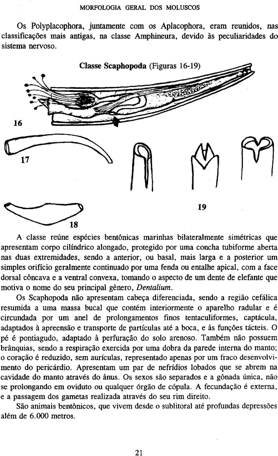 basal, mais larga e a posterior um simples orifício geralmente continuado por uma fenda ou entalhe apical, com a face dorsal côncava e a ventral convexa, tomando o aspecto de um dente de elefante que