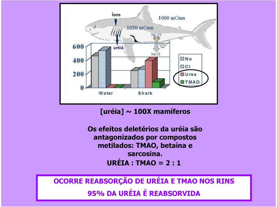 TMAO, betaína e sarcosina.