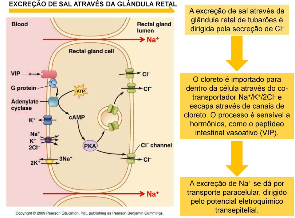 escapa através de canais de cloreto.