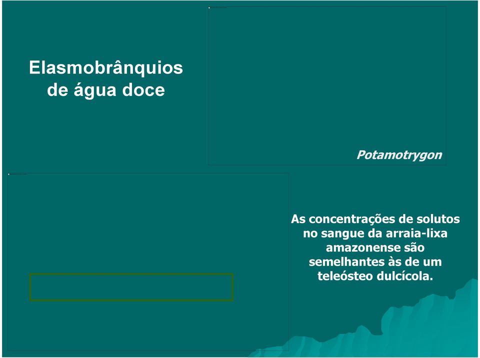 de solutos no sangue da arraia-lixa amazonense são