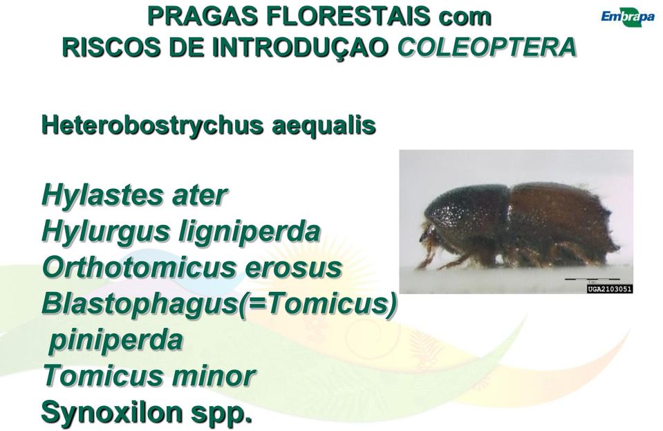 ater Hylurgus ligniperda Orthotomicus erosus