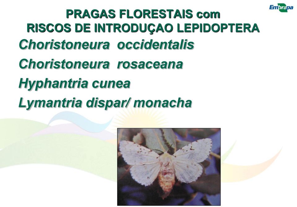 occidentalis Choristoneura rosaceana