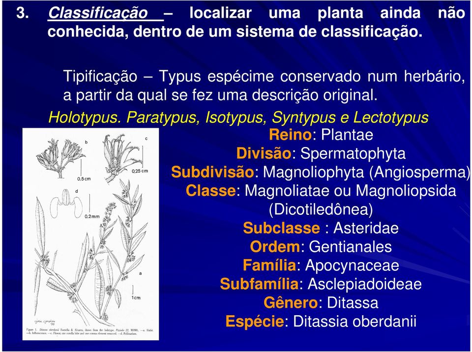 Paratypus, Isotypus, Syntypus e Lectotypus Reino: Plantae Divisão: Spermatophyta Subdivisão: Magnoliophyta (Angiosperma) Classe: