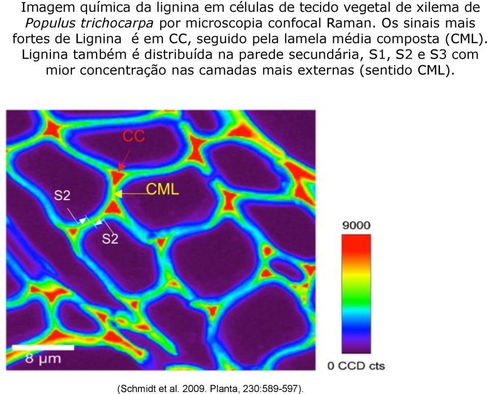 Os sinais mais fortes de Lignina é em CC, seguido pela lamela média composta (CML).