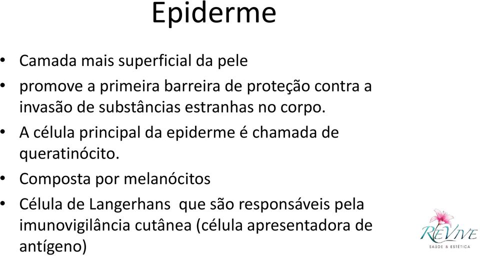 A célula principal da epiderme é chamada de queratinócito.