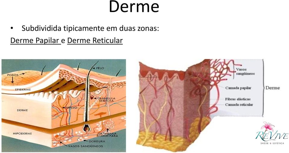 duas zonas: Derme