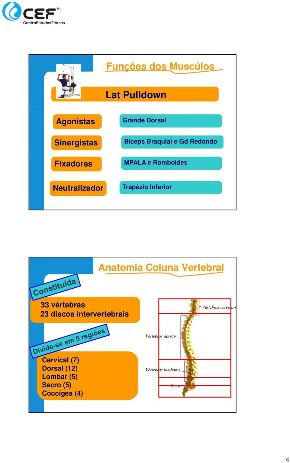 Trapézio Inferior Anatomia Coluna Vertebral 33 vértebras 23 discos