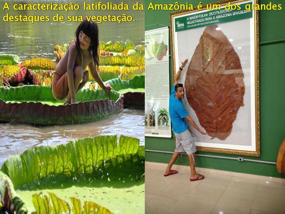 Amazônia é um dos