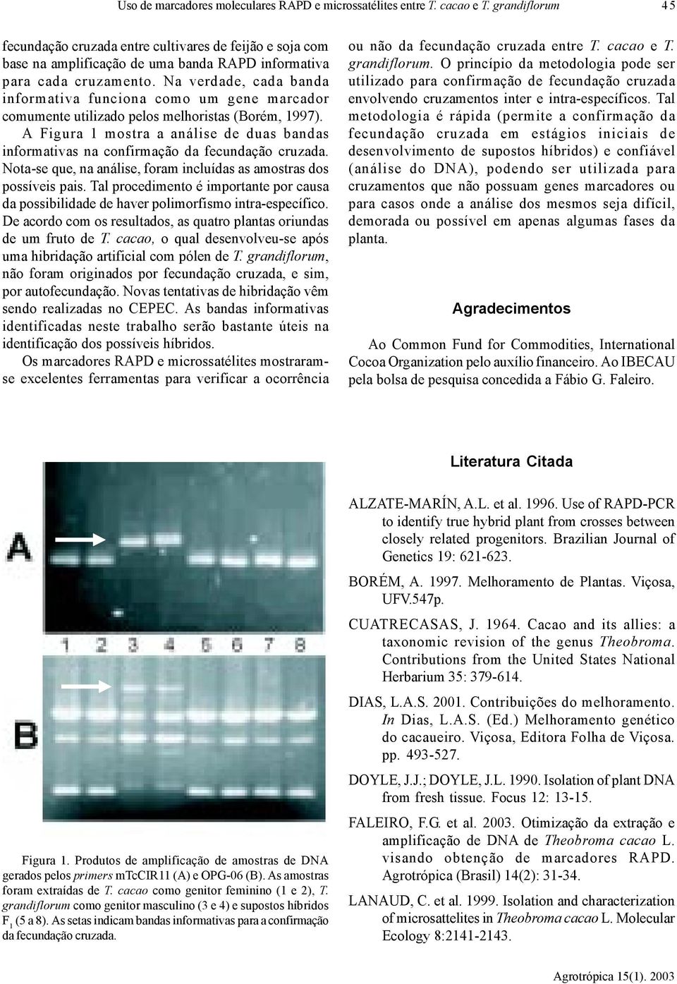 Na verdade, cada banda informativa funciona como um gene marcador comumente utilizado pelos melhoristas (Borém, 1997).