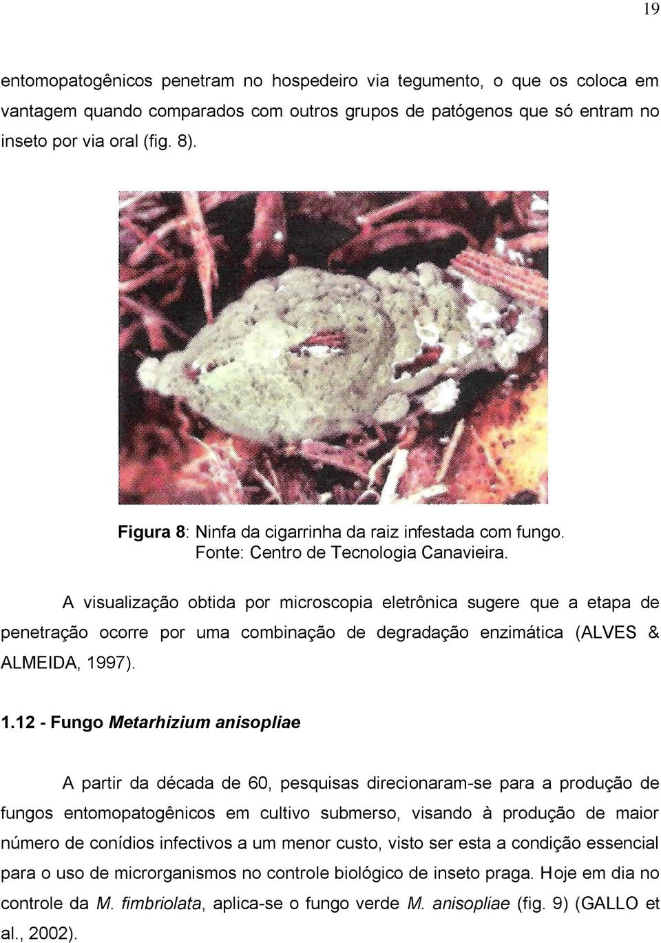 A visualização obtida por microscopia eletrônica sugere que a etapa de penetração ocorre por uma combinação de degradação enzimática (ALVES & ALMEIDA, 19