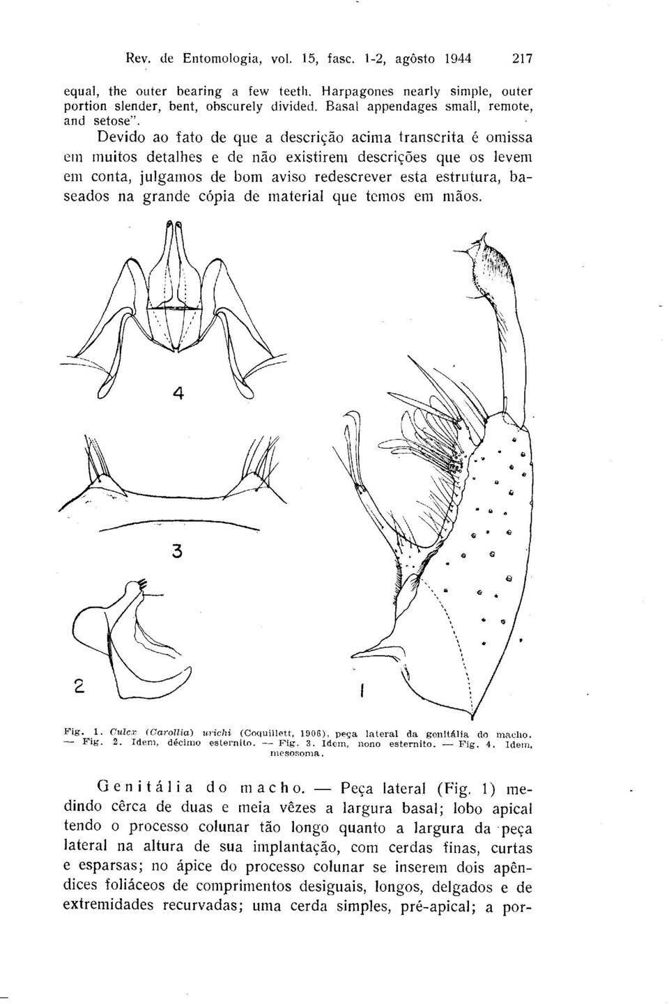 Devido ao fato de que a descricao acima transcrita e omissa em muitos detalhes e de nao existirem descri@es que OS levem em conta, julgamos de born aviso redescrever esta estrutura, baseados na