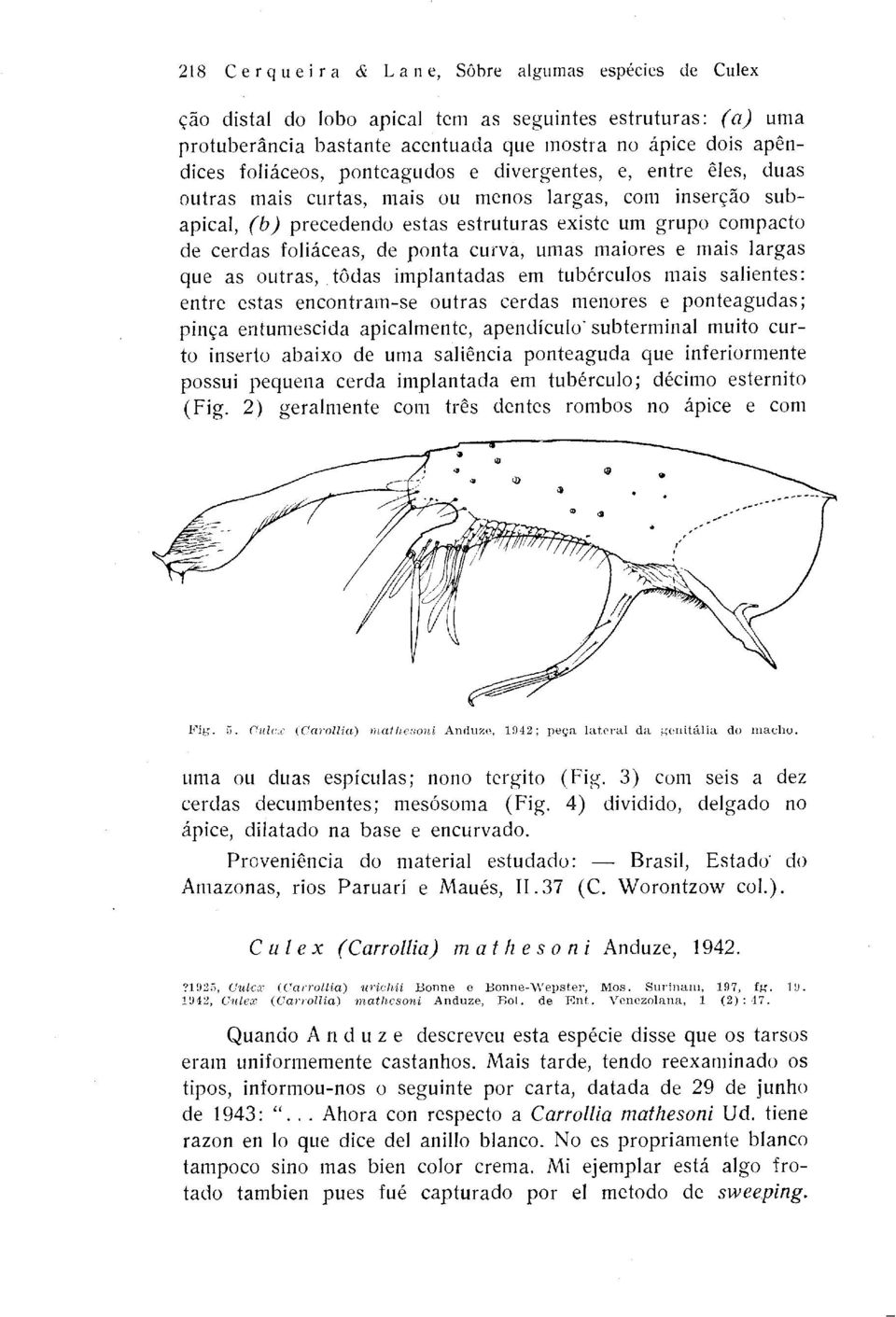 foliaceas, de ponta curva, umas maiores e mais largas que as outras, tadas implantadas em tuberculos mais salientes: entre estas encontram-se outras cerdas menores e ponteagudas; pinca entumescida