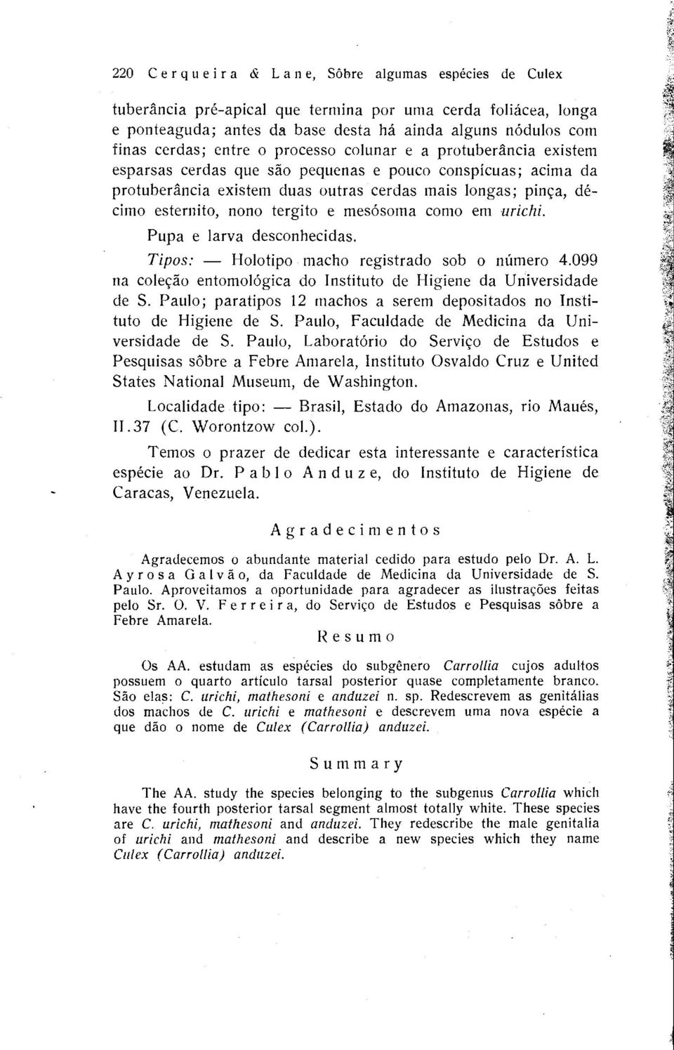 tergito e mesosoma como em urichi. Pupa e larva desconhecidas. Tipos: - Holotipo macho registrado sob o numero 4.099 na colecao entomologica do Instituto de Higiene da Universidade de S.