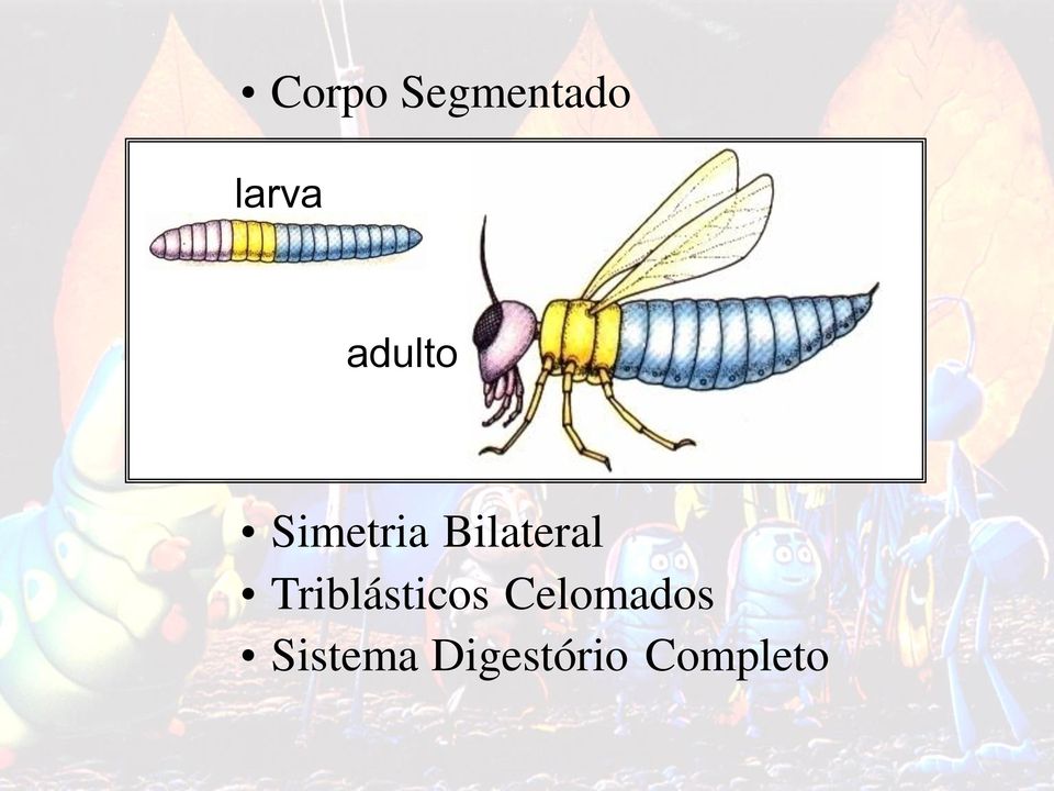 Bilateral Triblásticos