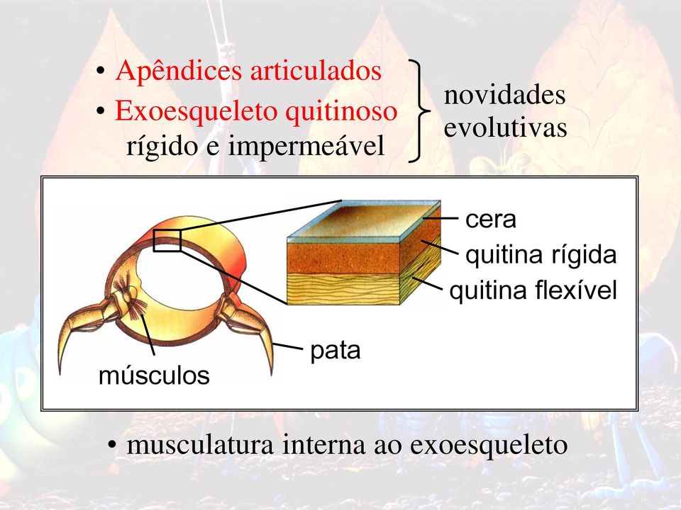 evolutivas cera quitina rígida quitina