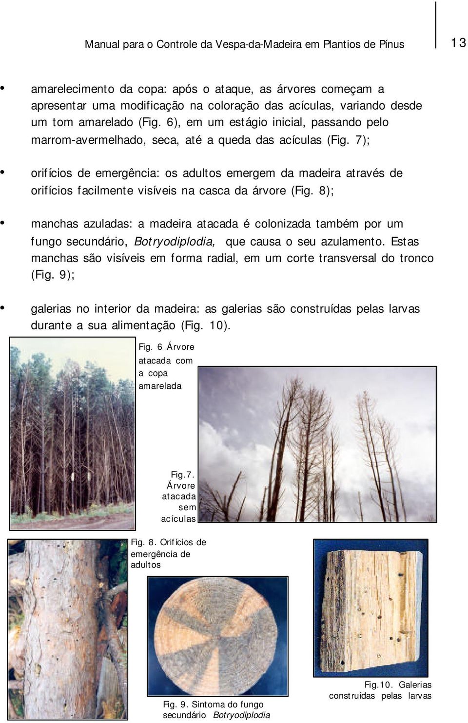 7); orifícios de emergência: os adultos emergem da madeira através de orifícios facilmente visíveis na casca da árvore (Fig.