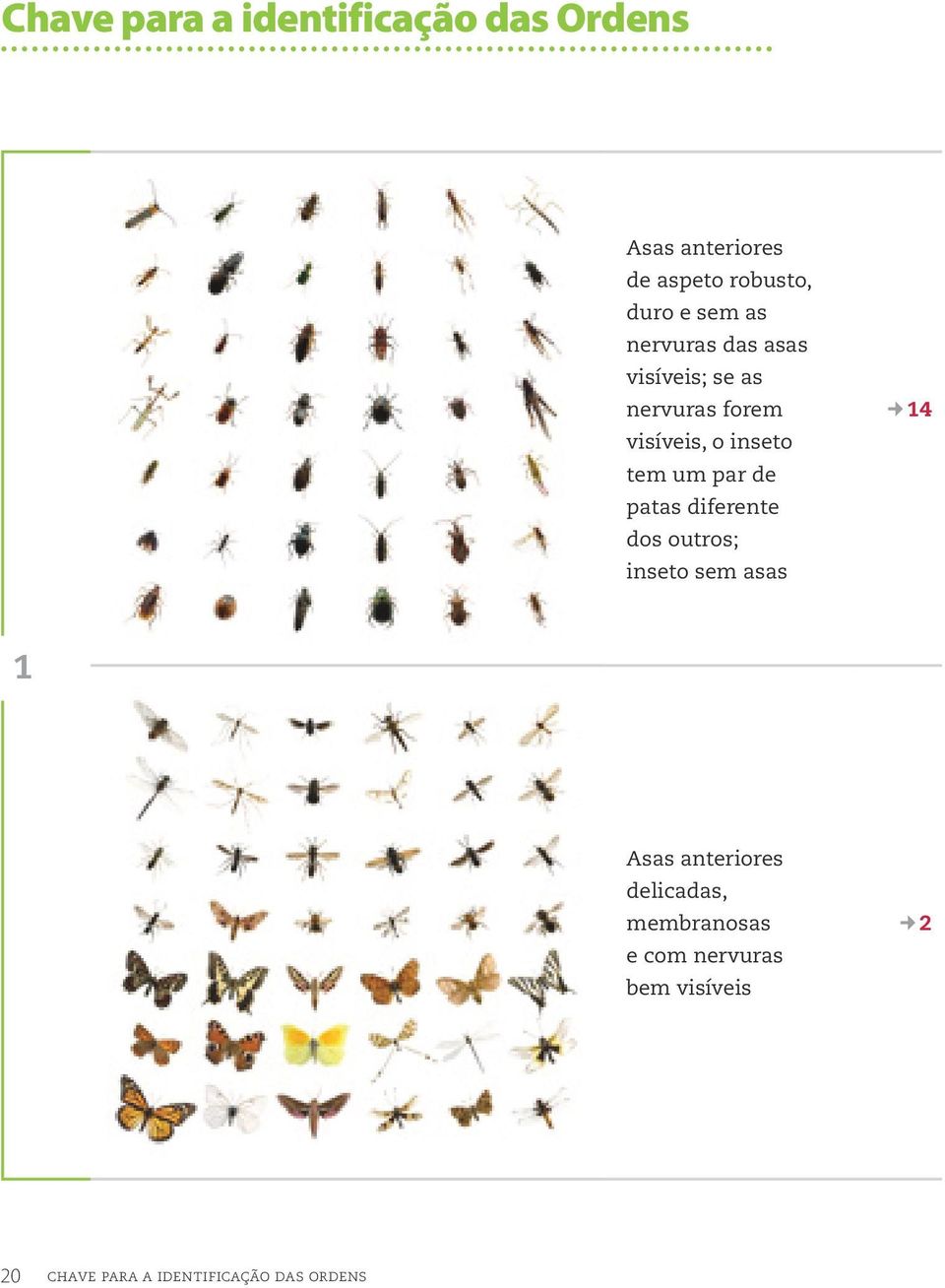 par de patas diferente dos outros; inseto sem asas 14 1 Asas anteriores