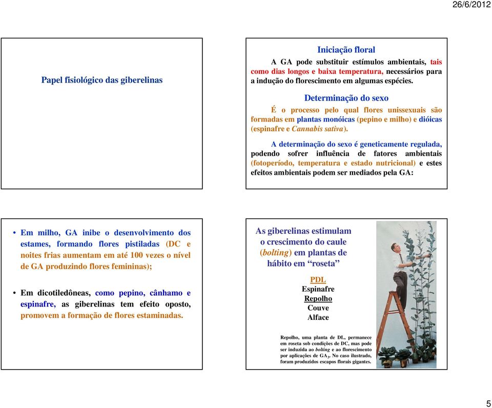 A determinação do sexo é geneticamente regulada, podendo sofrer influência de fatores ambientais (fotoperíodo, temperatura e estado nutricional) e estes efeitos ambientais podem ser mediados pela GA: