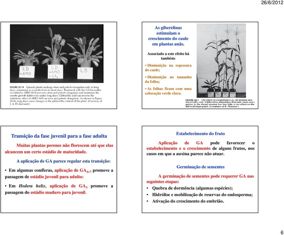 Transição da fase juvenil para a fase adulta Muitas plantas perenes não florescem até que elas alcancem um certo estádio de maturidade.