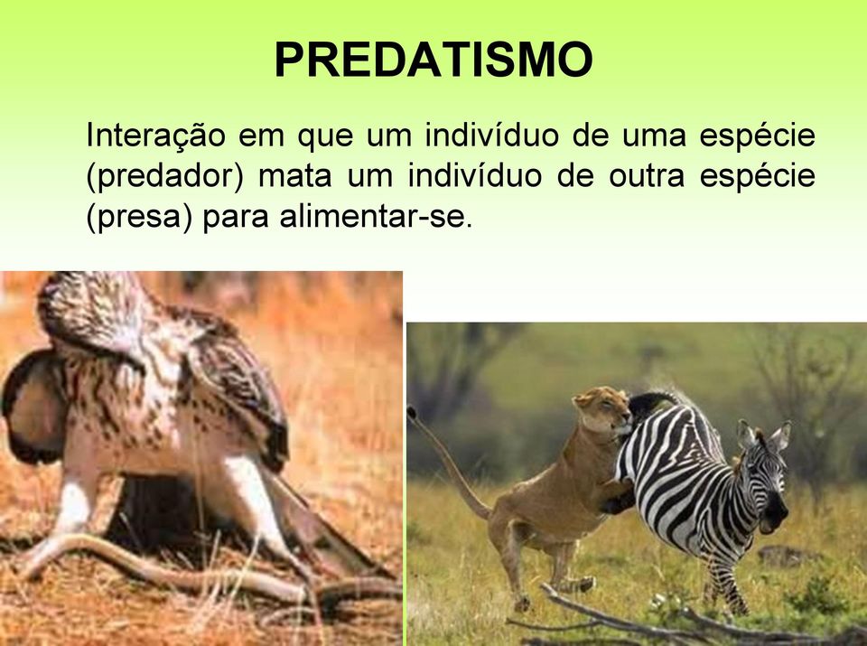 (predador) mata um indivíduo de