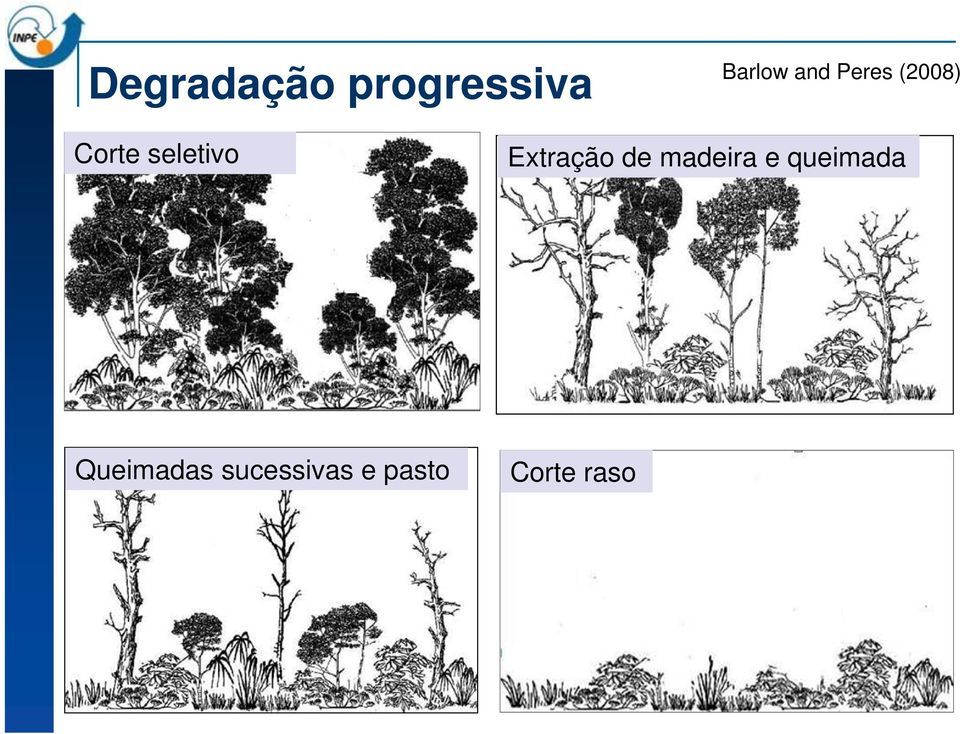 Extração de madeira e queimada