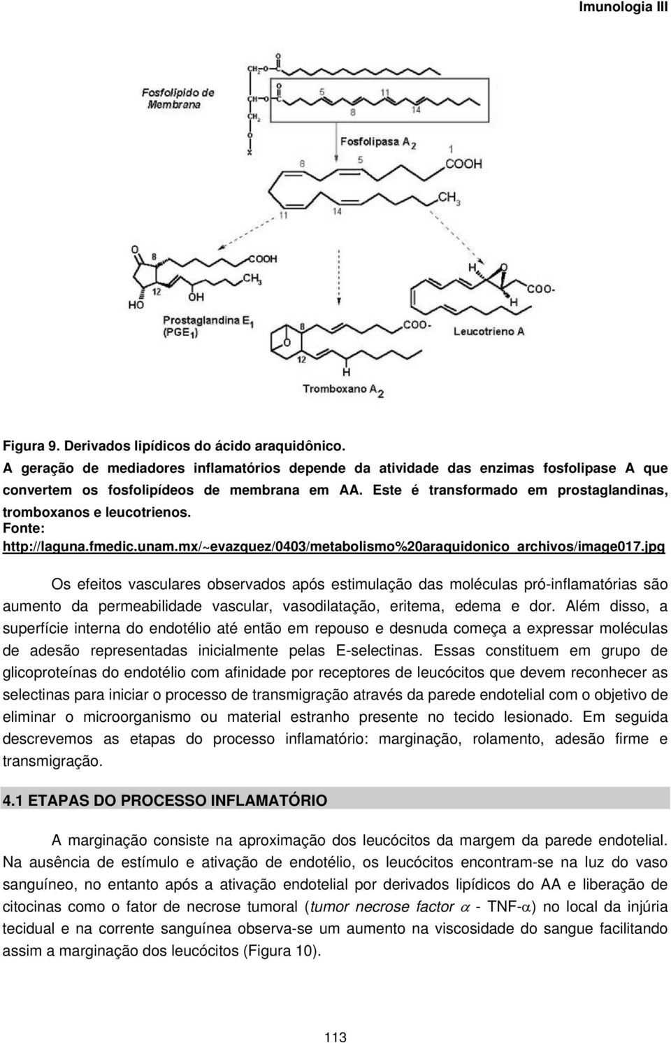 jpg Os efeitos vasculares observados após estimulação das moléculas pró-inflamatórias são aumento da permeabilidade vascular, vasodilatação, eritema, edema e dor.