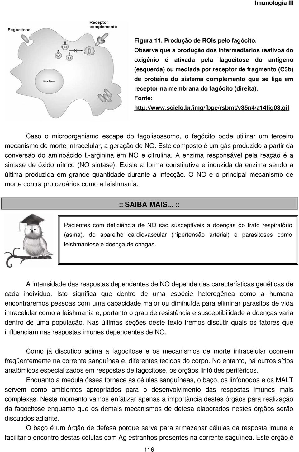 liga em receptor na membrana do fagócito (direita). Fonte: http://www.scielo.br/img/fbpe/rsbmt/v35n4/a14fig03.