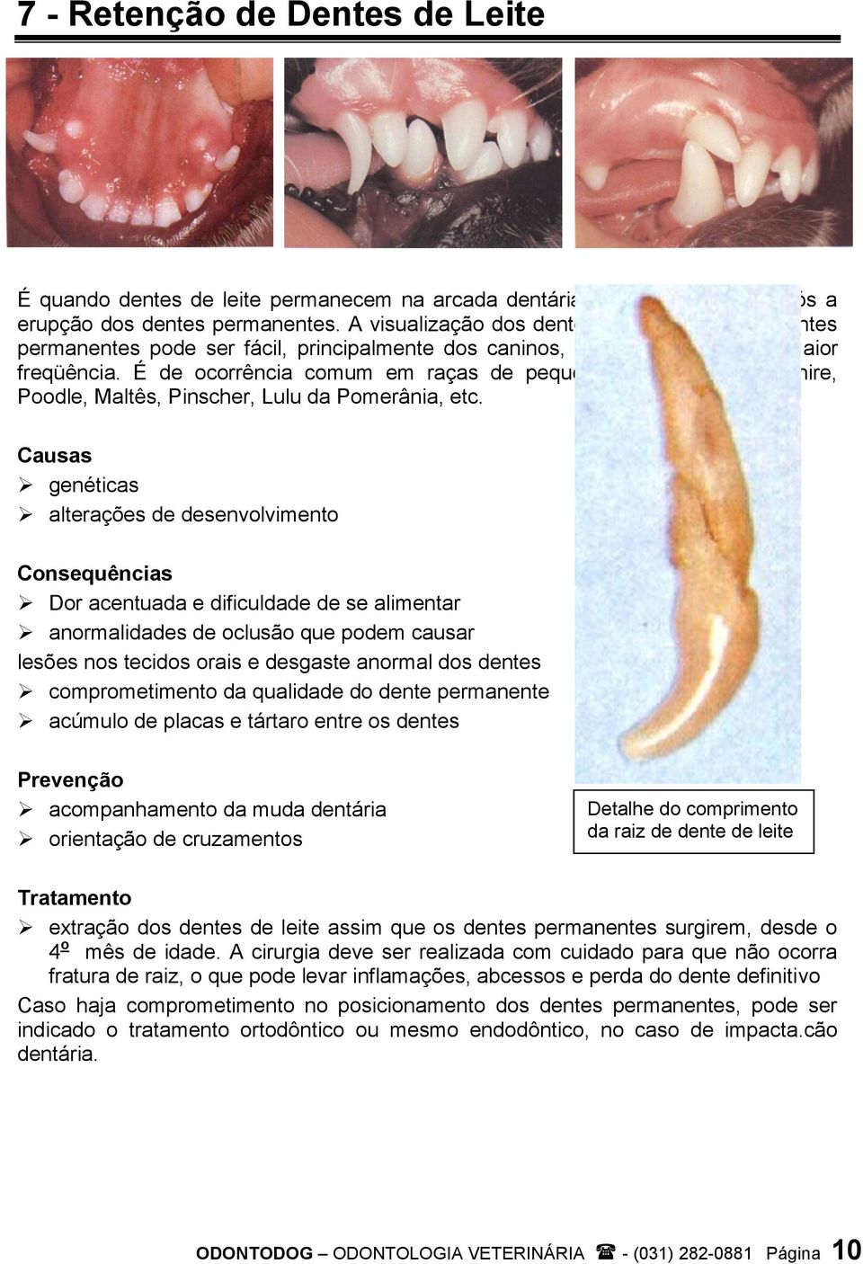 É de ocorrência comum em raças de pequeno porte como Yorkshire, Poodle, Maltês, Pinscher, Lulu da Pomerânia, etc.