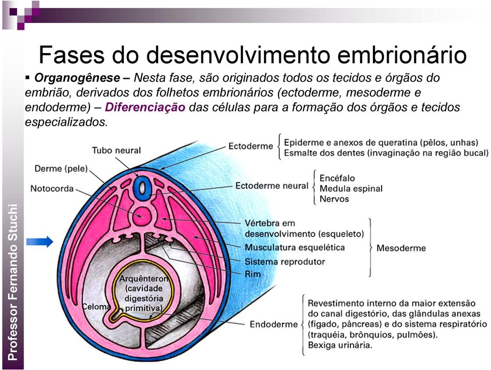 folhetos embrionários (ectoderme, mesoderme e endoderme)