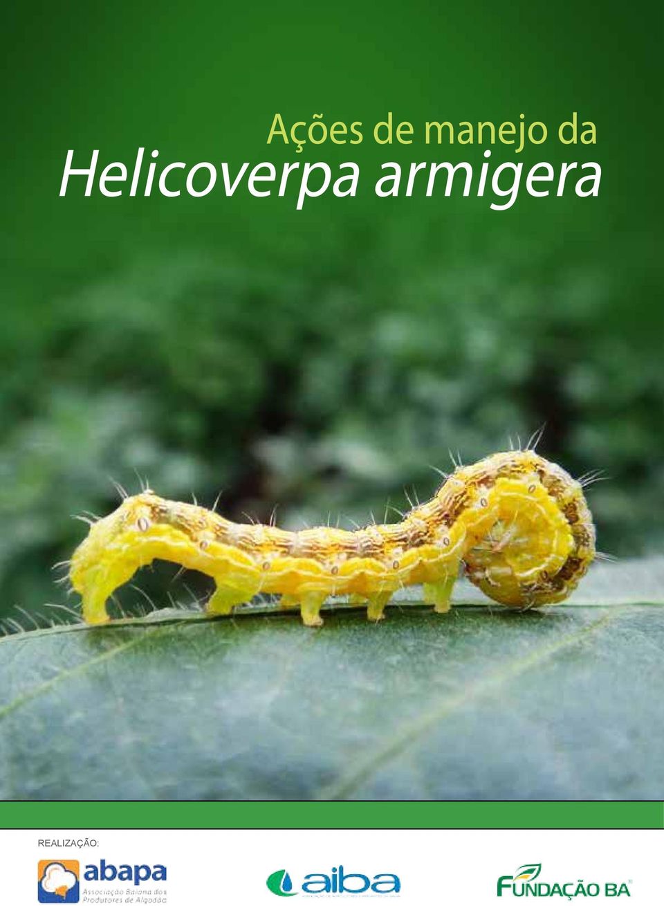 Helicoverpa