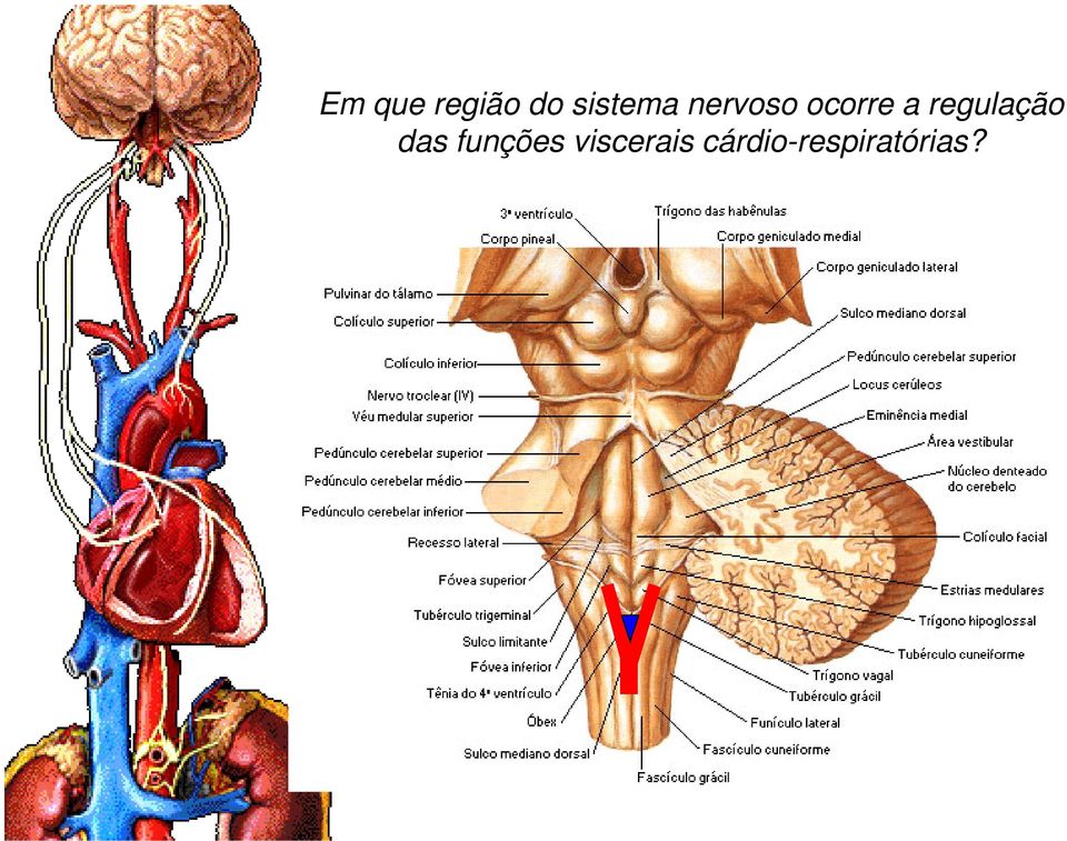 a regulação das funções