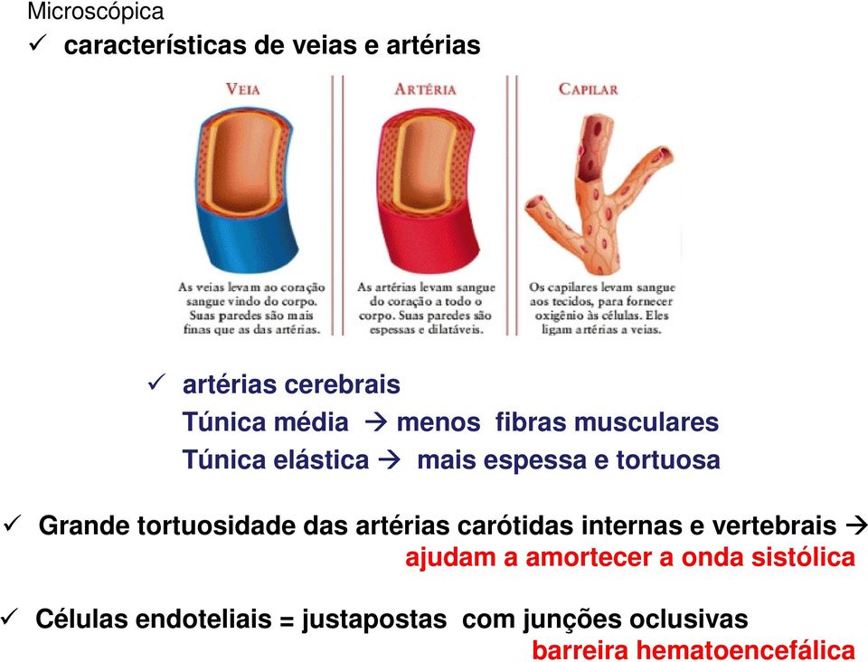 tortuosidade das artérias carótidas internas e vertebrais ajudam a amortecer a