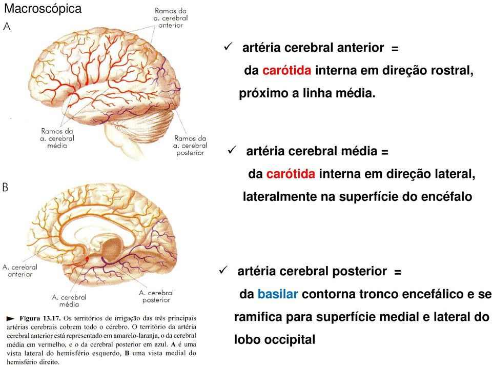 artéria cerebral média = da carótida interna em direção lateral, lateralmente na