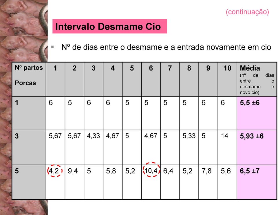 entre o desmame e novo cio) 1 6 5 6 6 5 5 5 5 6 6 5,5 ±6 3 5,67 5,67 4,33